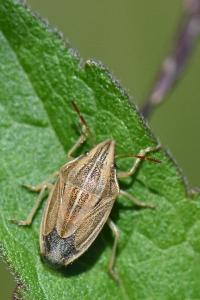<i>Aelia acuminata</i>