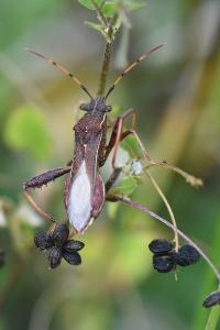 <i>Camptopus lateralis</i>
