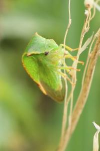 <i>Stictocephala alta</i>