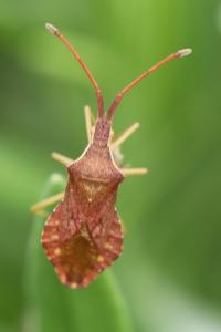 <i>Haploprocta sulcicornis</i>