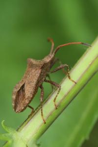 <i>Coreus marginatus</i>
