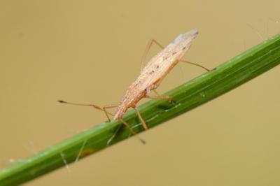 <i>Berytinus signoreti</i>