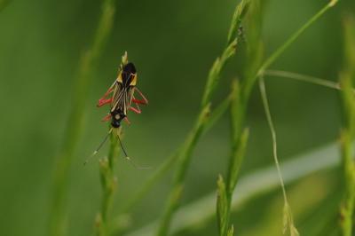 <i>Miris striatus</i>