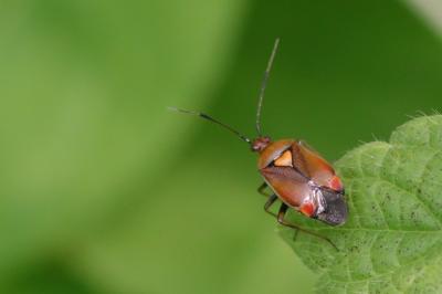 <i>Deraeocoris ruber</i>
