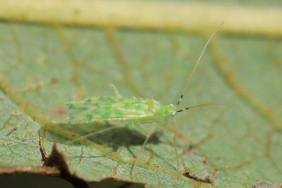 <i>Malacocoris chlorizans</i>