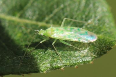 Malacocoris chlorizans