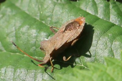 <i>Coreus marginatus</i>