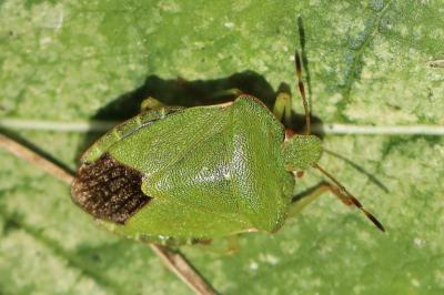 <i>Palomena prasina</i>