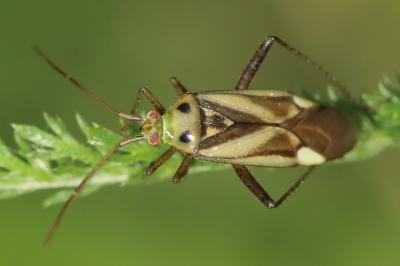 <i>Adelphocoris lineolatus</i>