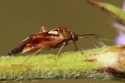 <i>Lygus pratensis</i>