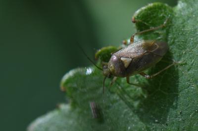 <i>Lygus rugulipennis</i>