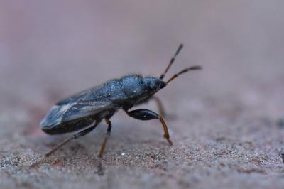 Megalonotus emarginatus