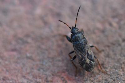 <i>Megalonotus emarginatus</i>