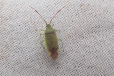 <i>Pantilius tunicatus</i>