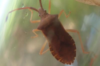 <i>Gonocerus acuteangulatus</i>