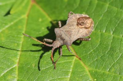 <i>Coreus marginatus</i>