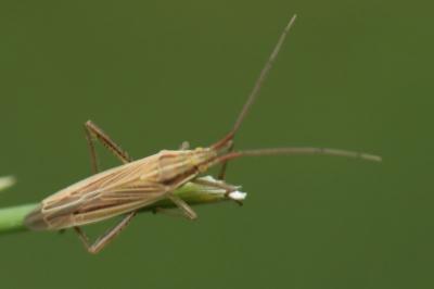 <i>Stenodema calcarata</i>