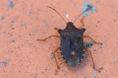 <i>Pentatoma rufipes</i>