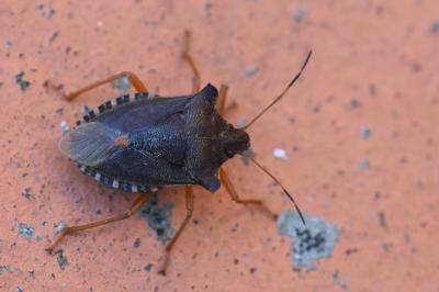 <i>Pentatoma rufipes</i>