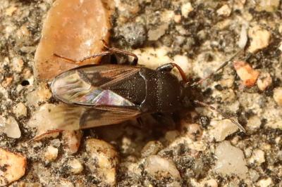 <i>Megalonotus emarginatus</i>
