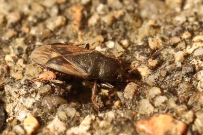 <i>Megalonotus emarginatus</i>
