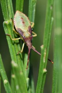 <i>Gonocerus acuteangulatus</i>