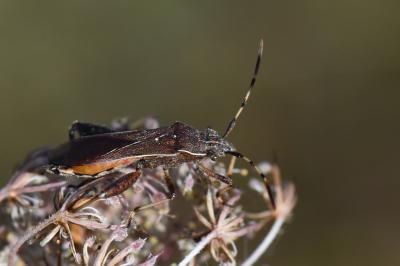 <i>Camptopus lateralis</i>