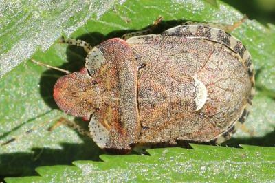 <i>Dyroderes umbraculatus</i>