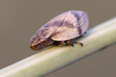 <i>Lepyronia coleoptrata</i>