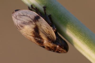 <i>Lepyronia coleoptrata</i>