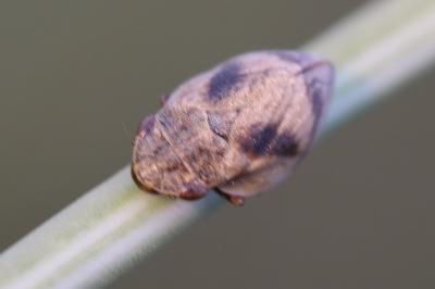 <i>Lepyronia coleoptrata</i>
