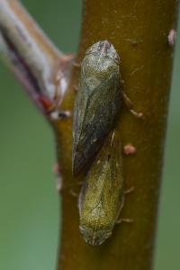 <i>Aphrophora</i>