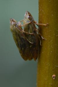 <i>Aphrophora</i>