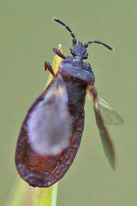 <i>Aneurus avenius</i>