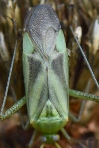<i>Adelphocoris lineolatus</i>