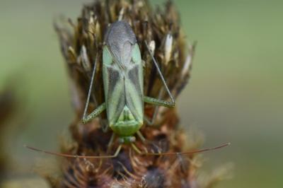 <i>Adelphocoris lineolatus</i>