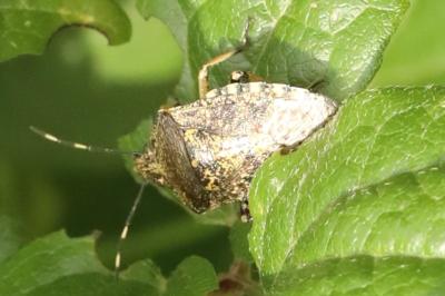 <i>Rhaphigaster nebulosa</i>