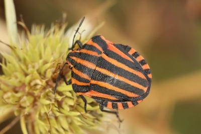 <i>Graphosoma italicum</i>