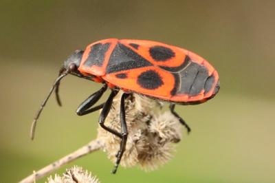 <i>Pyrrhocoris apterus</i>