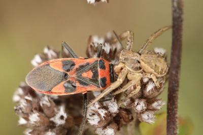 <i>Corizus hyoscyami</i>