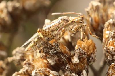 <i>Stictopleurus punctatonervosus</i>