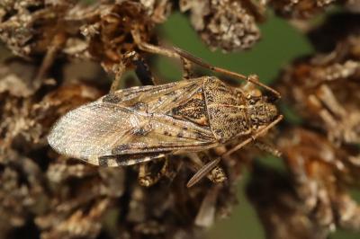 Stictopleurus punctatonervosus