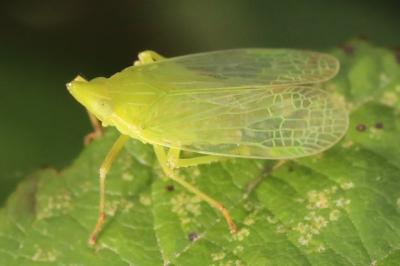 <i>Dictyophara europaea</i>