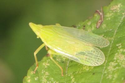<i>Dictyophara europaea</i>