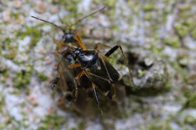 <i>Harpocera thoracica</i>