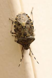 <i>Rhaphigaster nebulosa</i>