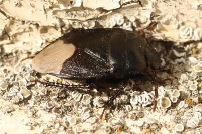 <i>Cydnus aterrimus</i>