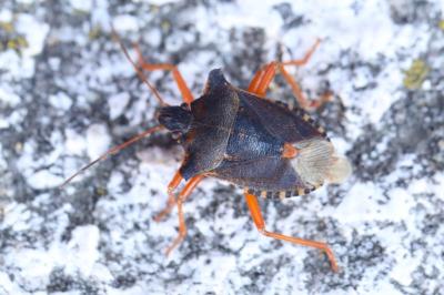 <i>Pentatoma rufipes</i>