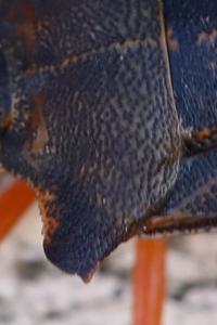 <i>Pentatoma rufipes</i>
