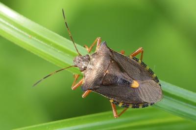 <i>Pentatoma rufipes</i>
